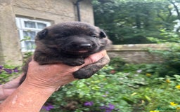 Belgian Shepherd Dog dogs for sale: Dutch shepherd puppies  - Image 21