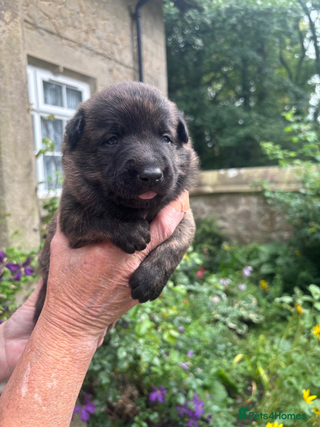 Belgian Shepherd Dog dogs for sale: Dutch shepherd puppies  - Image 21
