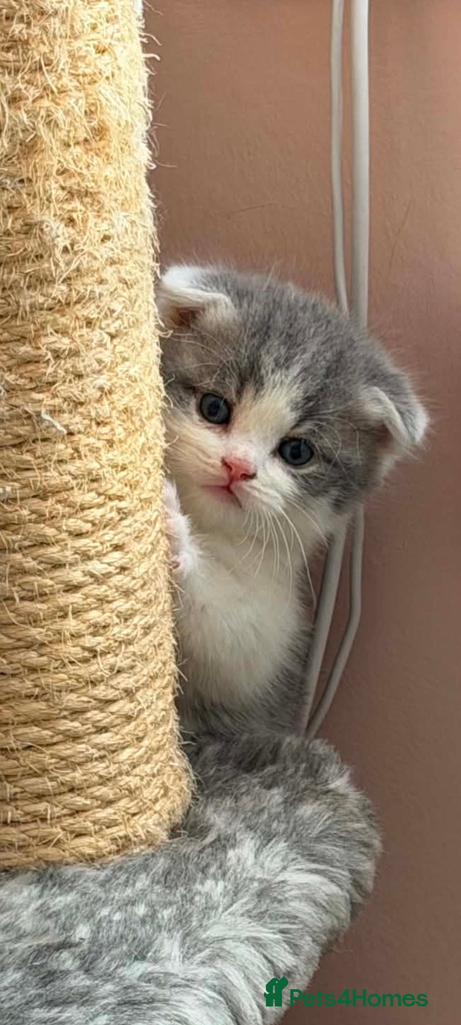 Scottish Fold cats Gorgeous Scottish fold/straight kittens - Advert 1