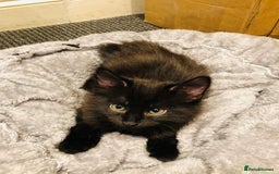 Mixed Breed cats for sale: kitten for sale - Image 4