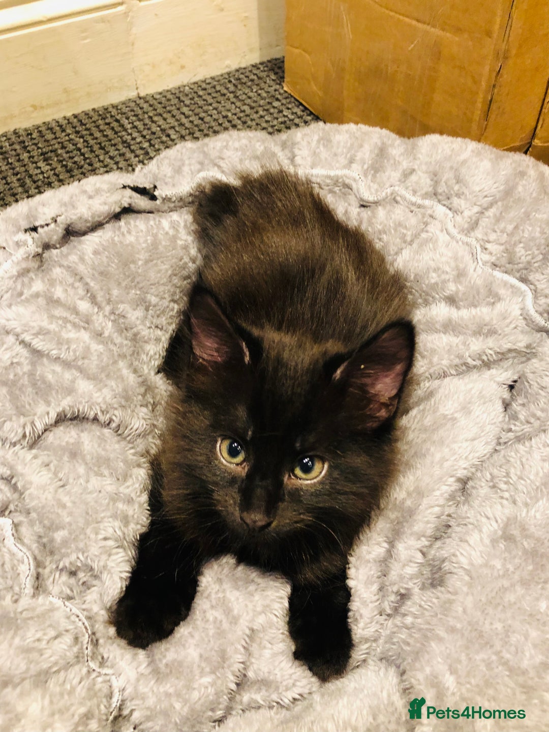 Mixed Breed cats for sale: kitten for sale - Image 4