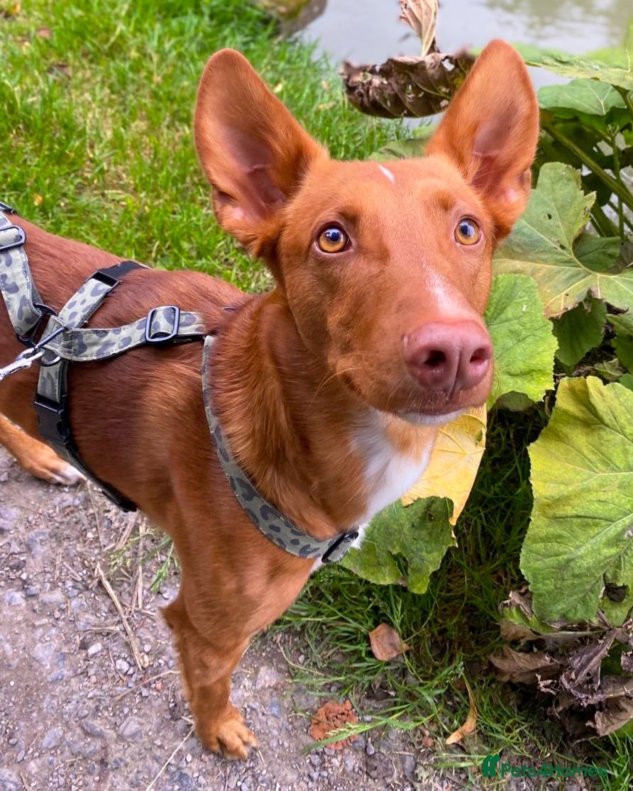 Ibizan Hound dogs Pedro - foster or adoption considered  - Advert 1