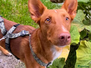 Ibizan Hound dogs for adoption: Pedro - foster or adoption considered - Advert 1