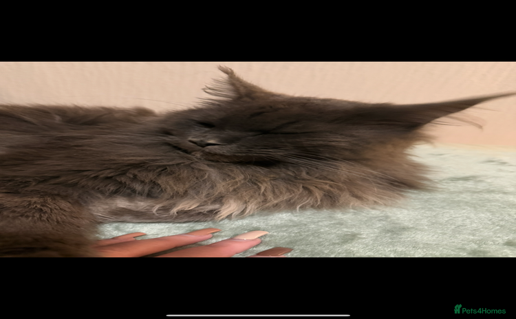 Maine Coon cats - Advert 2