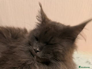 Maine Coon cats - Advert 17