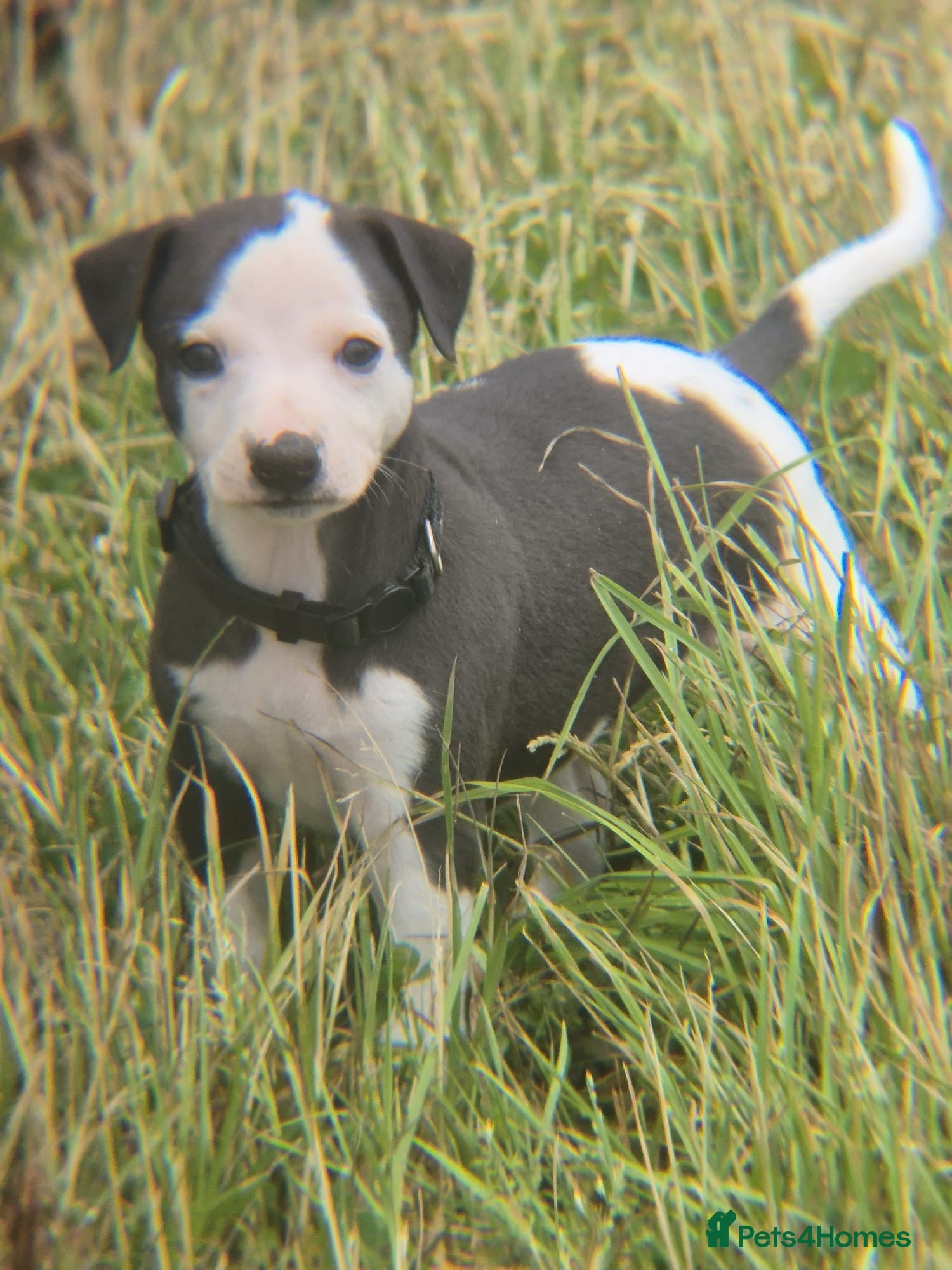 Whippet dogs for sale: Summer’s lovely puppies  in North Tawton - Advert 17