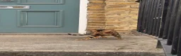 Bengal cats for sale: Ready TO LEAVE ! PURE TICA BENGALS - Advert 14