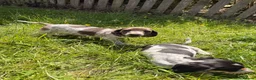 Dachshund dogs for sale: Two beautiful Isabela dachshund b in Rugby - Advert 21