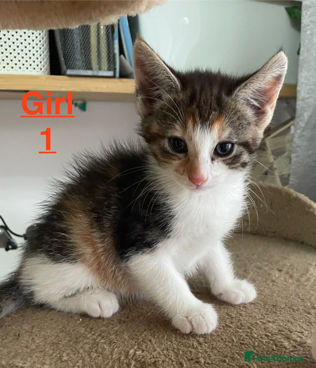 Mixed Breed cats for sale: Kittens looking for a forever family  - Advert 3
