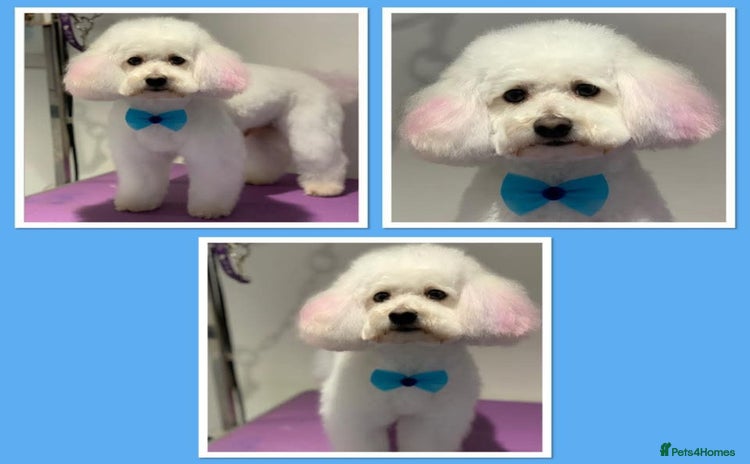 Poochon dogs in Barrow-upon-Humber - Advert 4