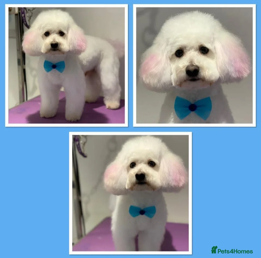 Poochon dogs for stud: STUNNING toy poochon stud. Health tested - Advert 1