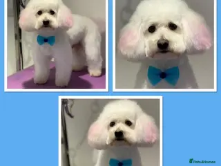 Poochon dogs STUNNING toy poochon stud. Health tested in Barrow-upon-Humber - Advert 1