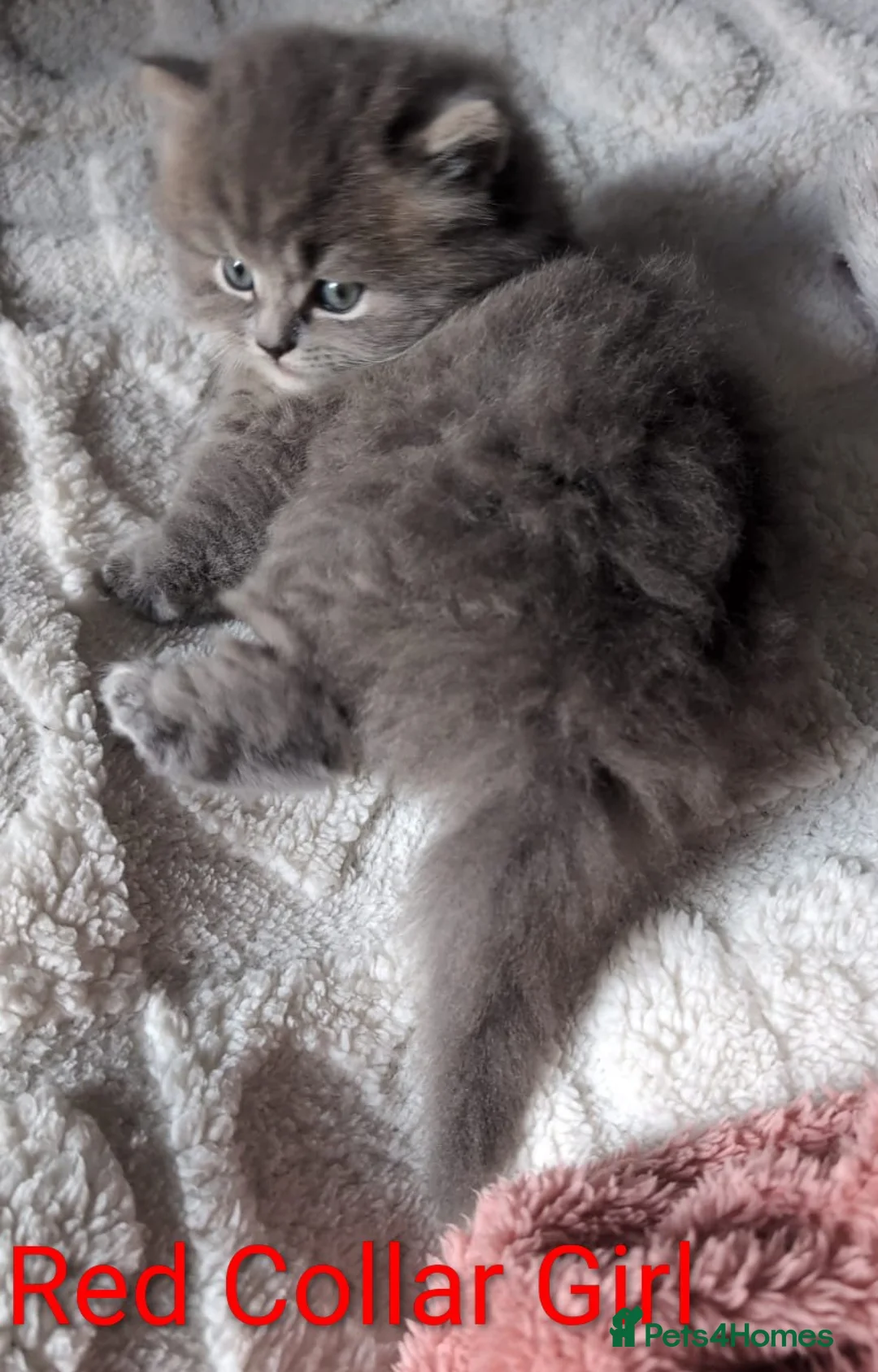 British Shorthair cats for sale: 🐾 Stunning Blue British Longhair & Shorthair  - Advert 14