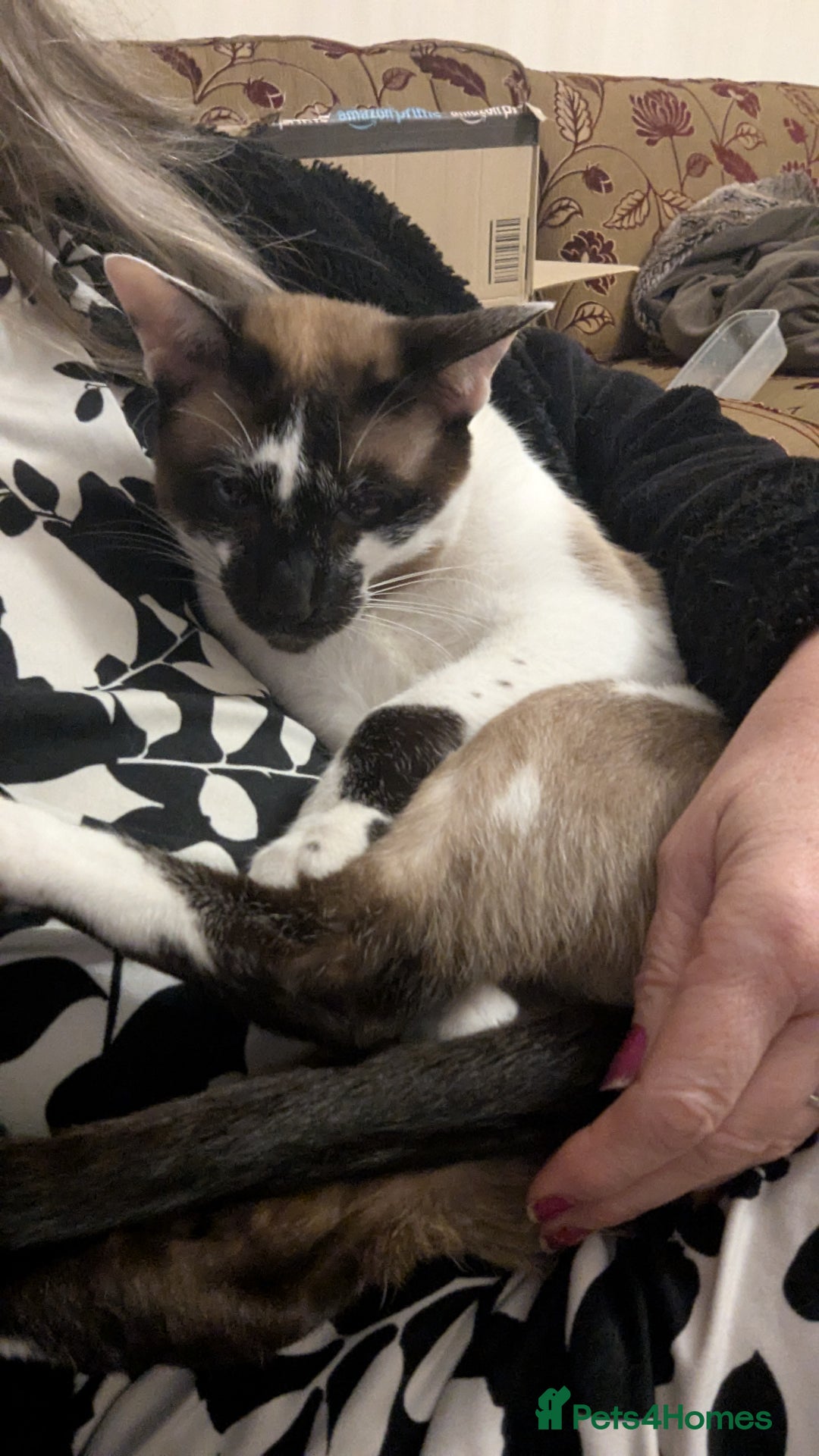 Oriental cats for sale: Blue Eyed Millie 3yr Old Oriental Shorthair Girl - Advert 8