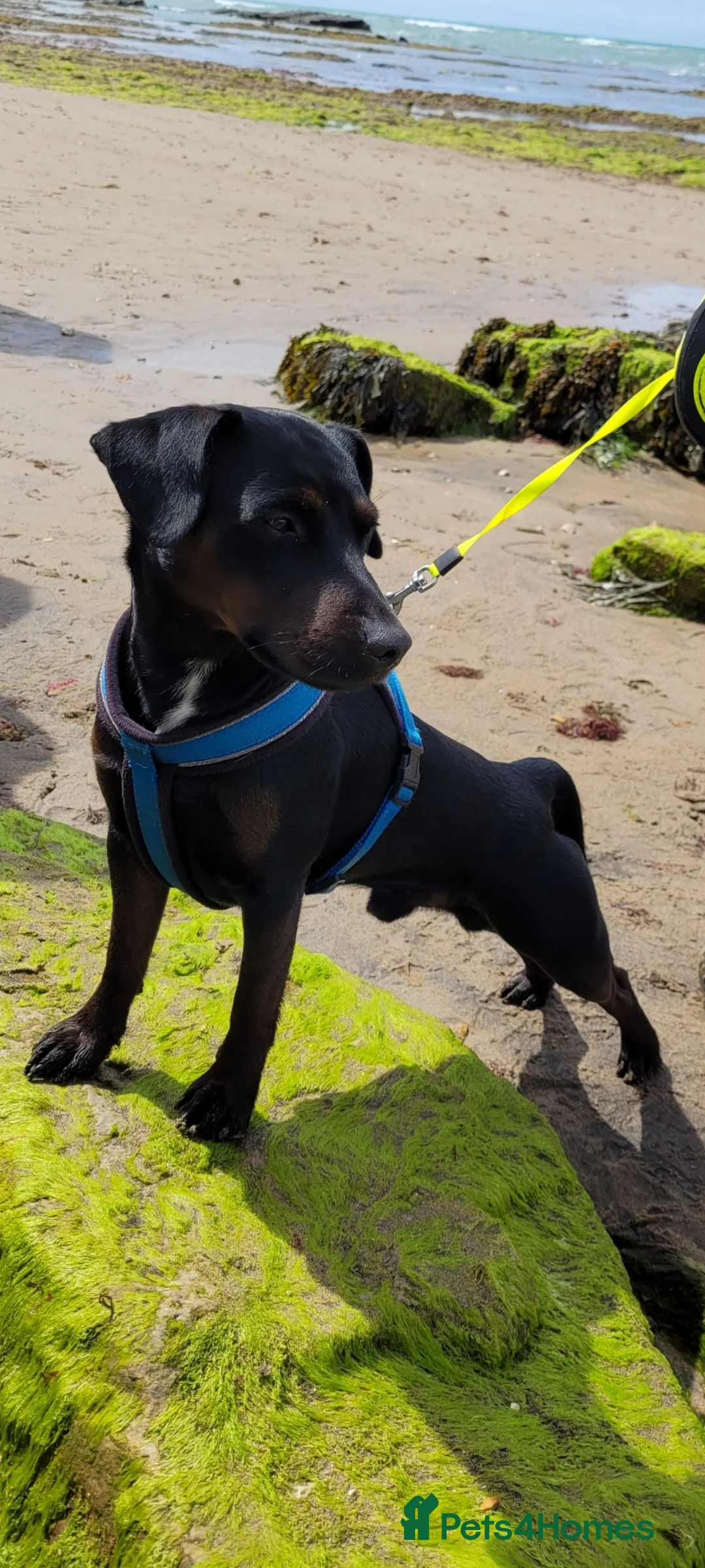 Patterdale Terrier dogs for stud: Tricolour Patterdale Male for Stud - Advert 5