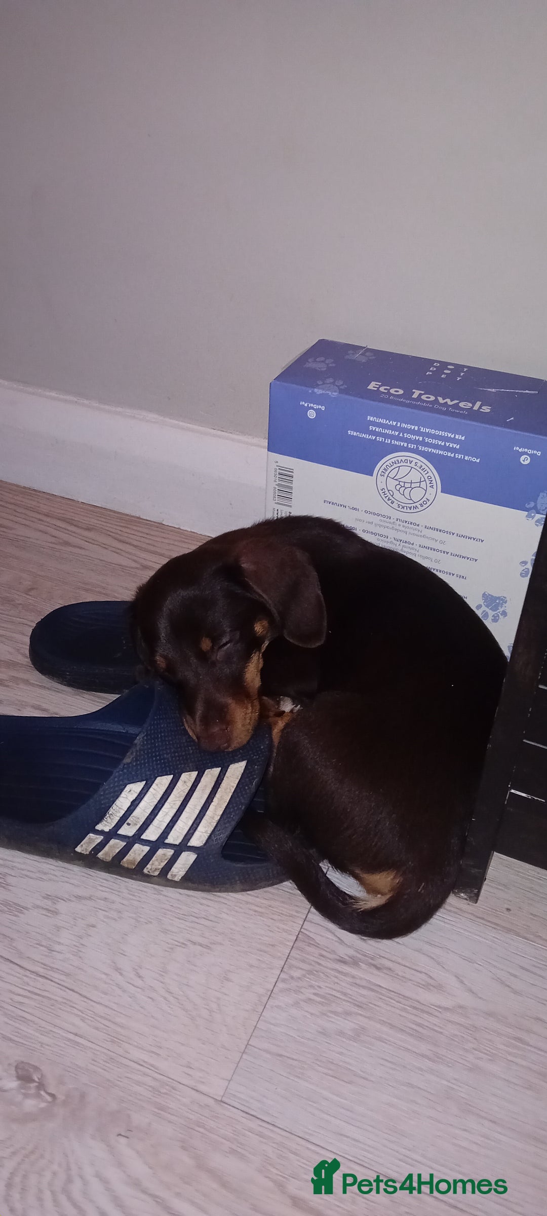 Mixed Breed dogs for sale: Dachaund x jack Russel 6 months old  - Advert 3