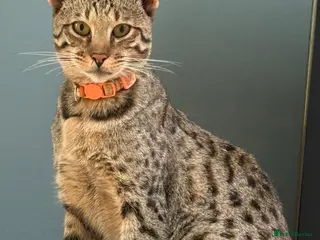 Savannah cats Gorgeous male F6 Savannah for sale - Advert 4