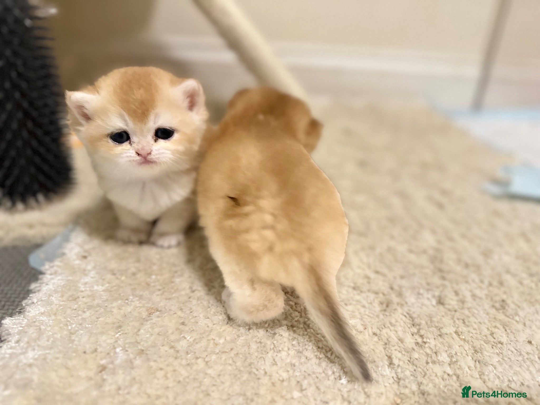 British Shorthair cats Gorgeous GCCF registered British shorthair Gold. - Advert 2