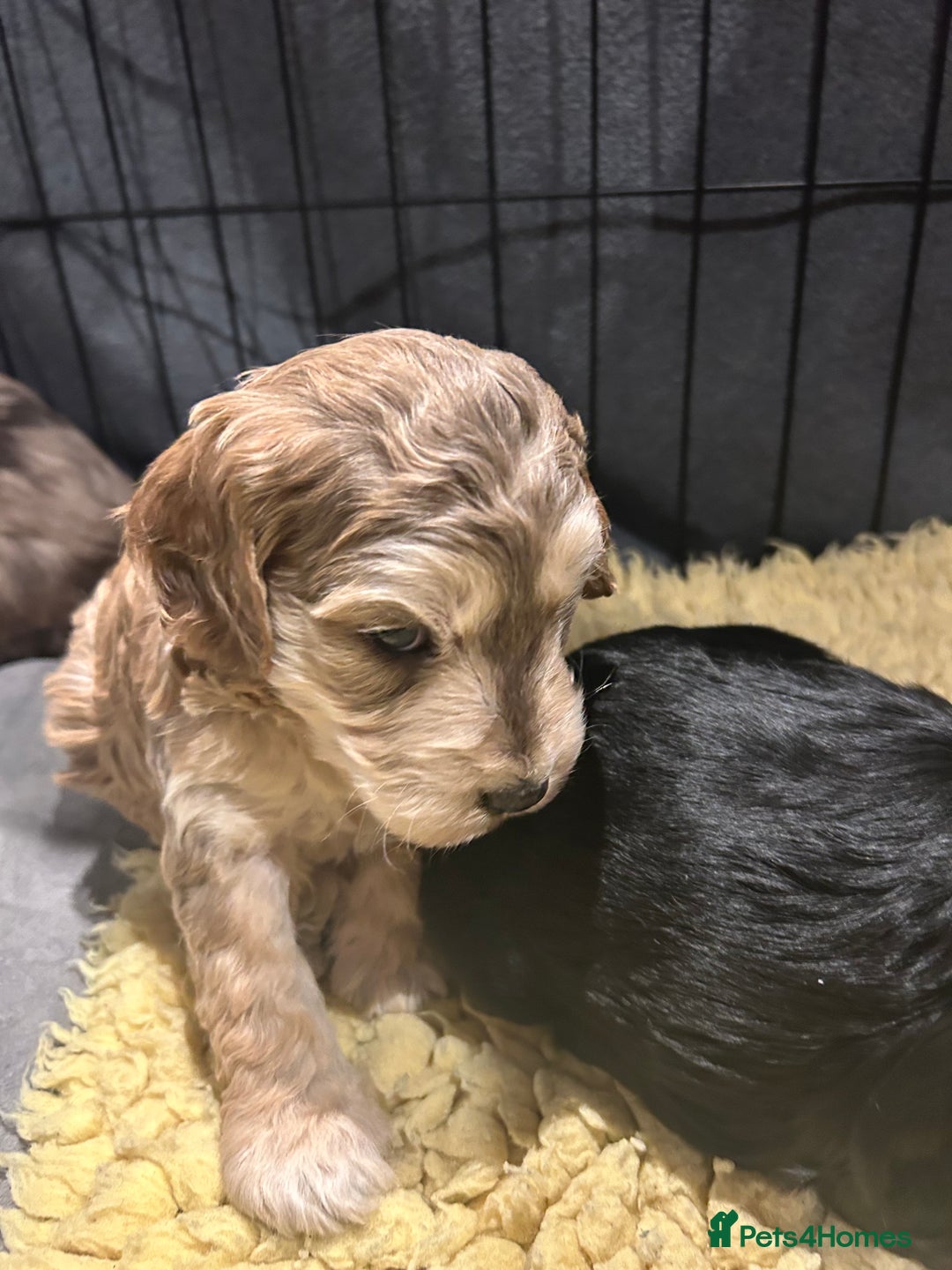 Cockapoo dogs for sale: Cockapoo puppies  - Advert 14