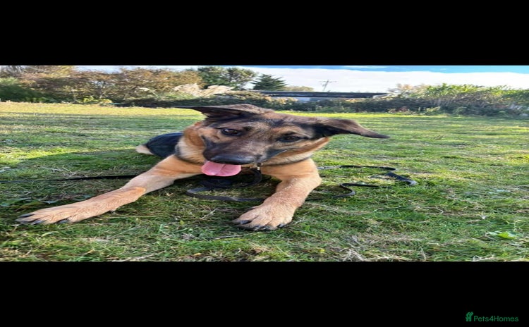 German Shepherd dogs - Advert 2