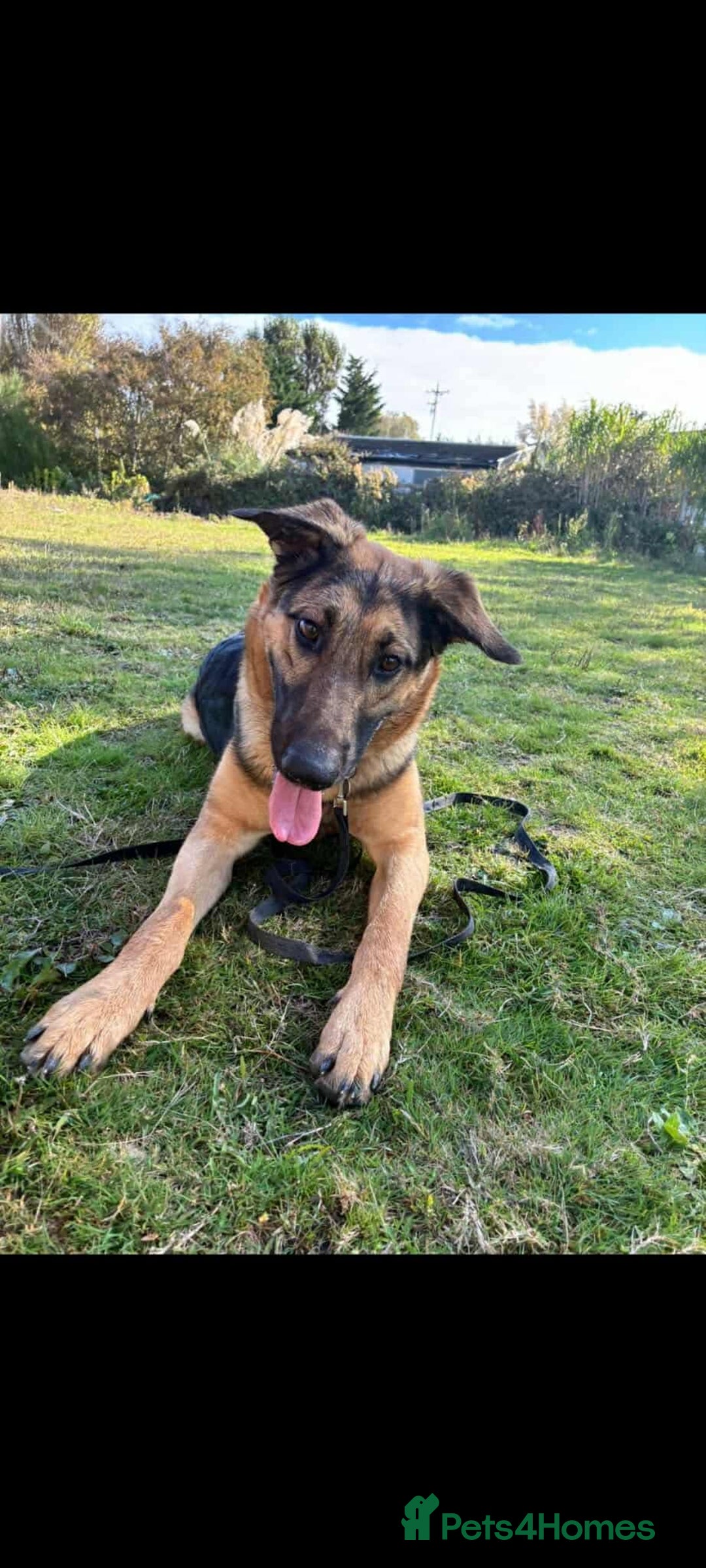 German Shepherd dogs for adoption: Sweet Sammy is ready for his forever home - Image 1