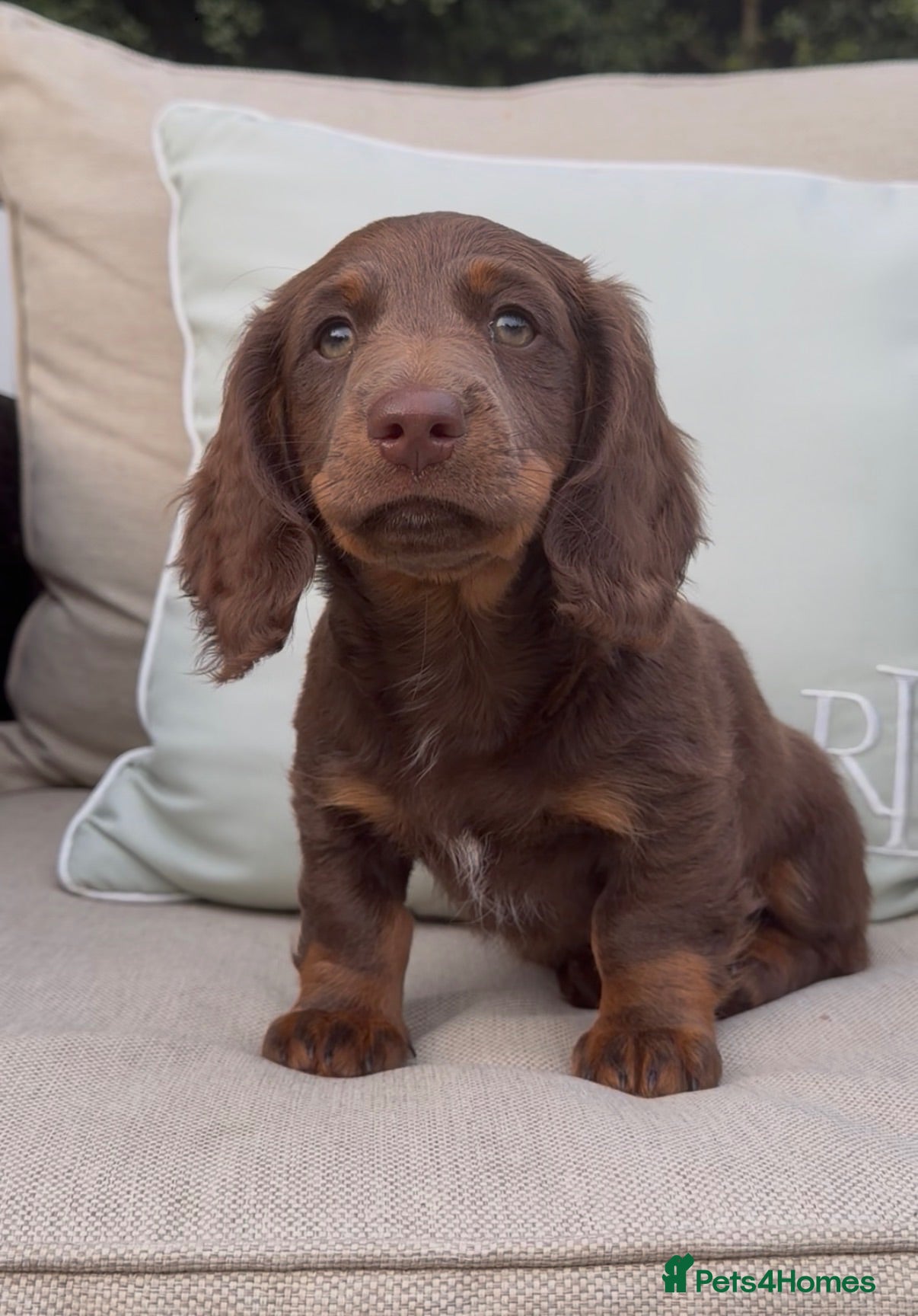 Mixed Breed dogs LAST BOY STUNNING DAXIPOO PUPPIES! - Advert 2