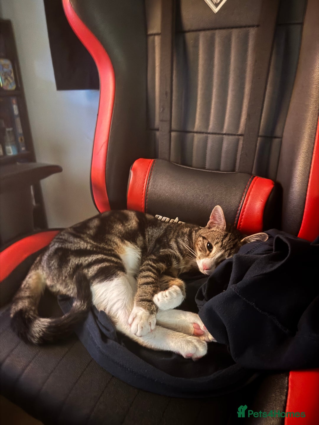 British Shorthair cats for sale: This is Harvey  - Image 5