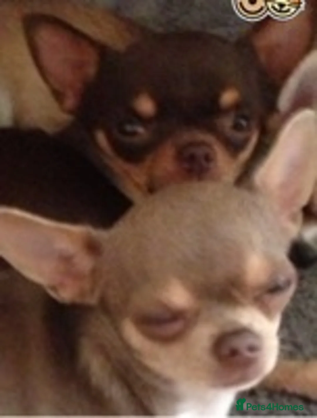 Chihuahua dogs for stud: KC BOYS LILAC, CHOCOLATE , BLUE , BOYS AVAILABLE. in Mansfield - Advert 6