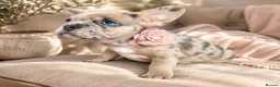 French Bulldog dogs for sale: LILAC,BLUE,FLUFFY - Advert 5