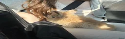 Lionhead rabbits for sale: Sooty Fawn Lionhead Doe For Sale - 8 Weeks - Advert 3