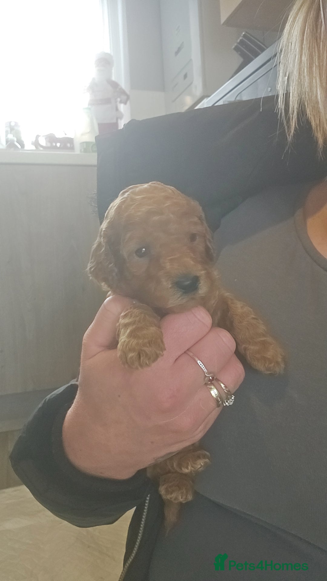 Cockapoo dogs for sale: 1 LEFT Toy f1b cokapoos🐶🐶 - Advert 5