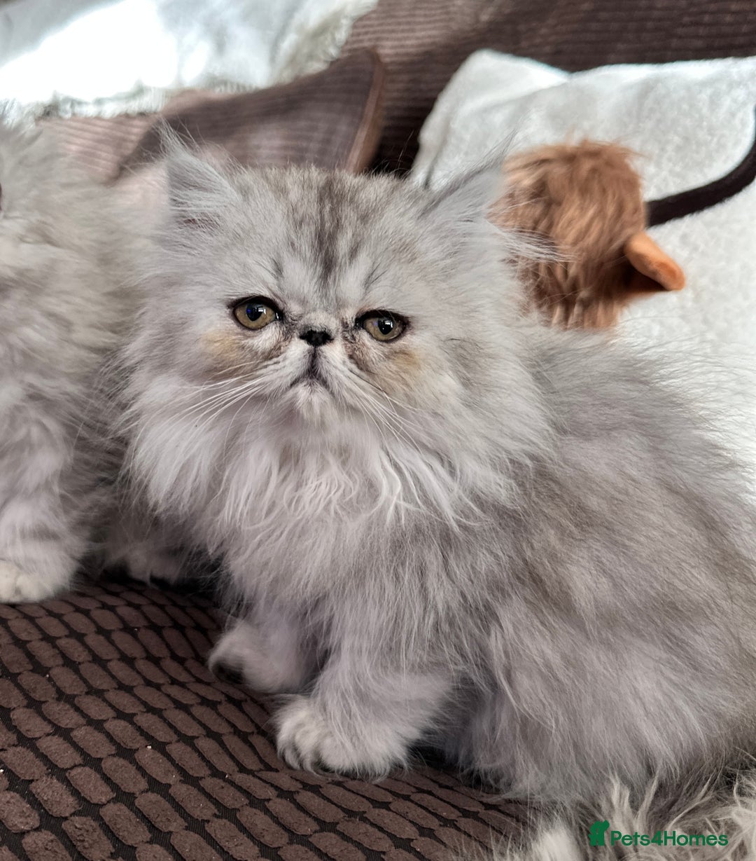 Persian cats for sale: 4 cuddly, petite Persian girls💗 - Image 12