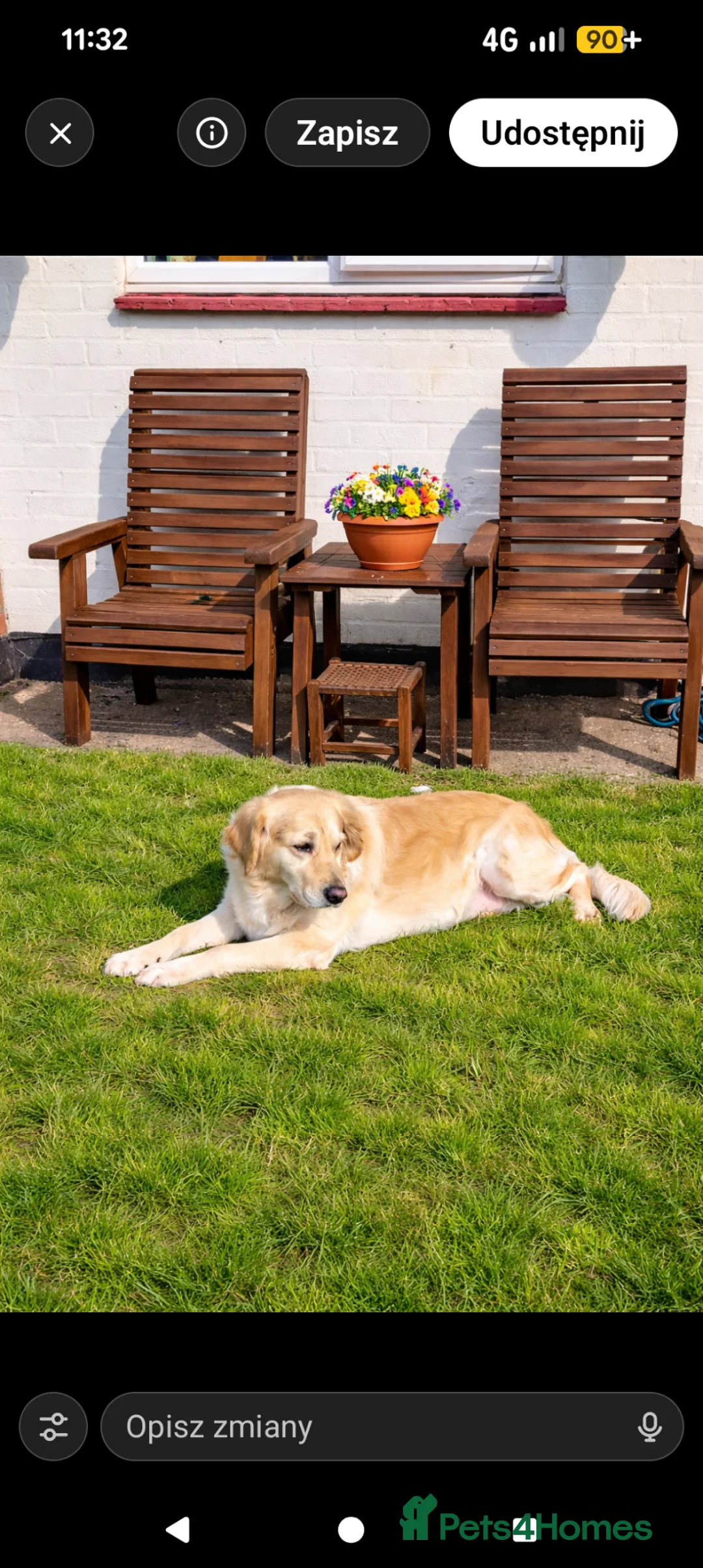 Golden Retriever dogs for sale: ❤️BELLA❤️ - Advert 2