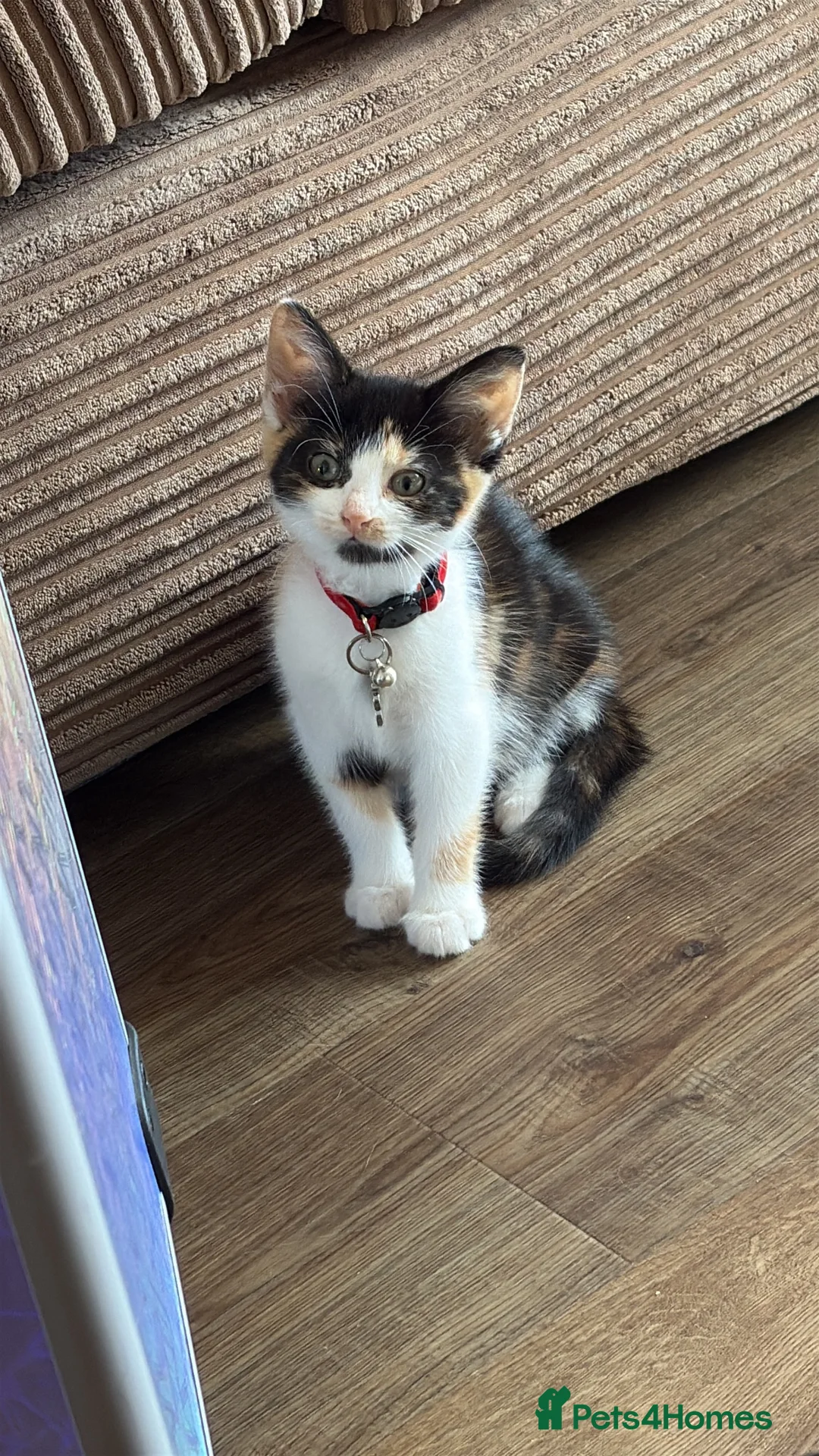 Mixed Breed cats for sale: Calico female looking for new home - Advert 4