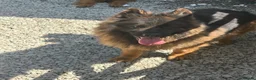 German Shepherd dogs for sale: German shepherd bitch for sale  - Advert 3