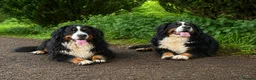 Bernese Mountain Dog dogs for sale: KC Registered Bernese Mountain Dog Puppies - Advert 4