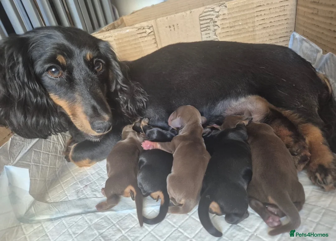 Miniature Dachshund dogs for sale: Long haired miniature daschunds - Advert 2