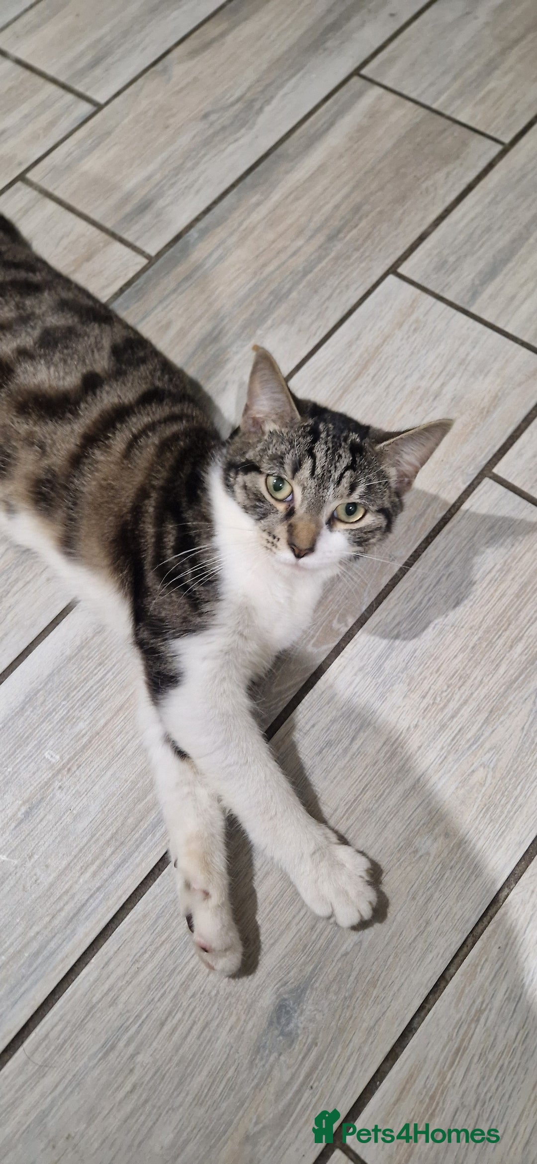 British Shorthair cats for sale: Cats shorthair - Advert 5