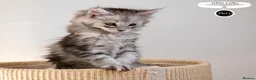 Maine Coon cats for sale: Stunning Maine Coon Kittens - Advert 21