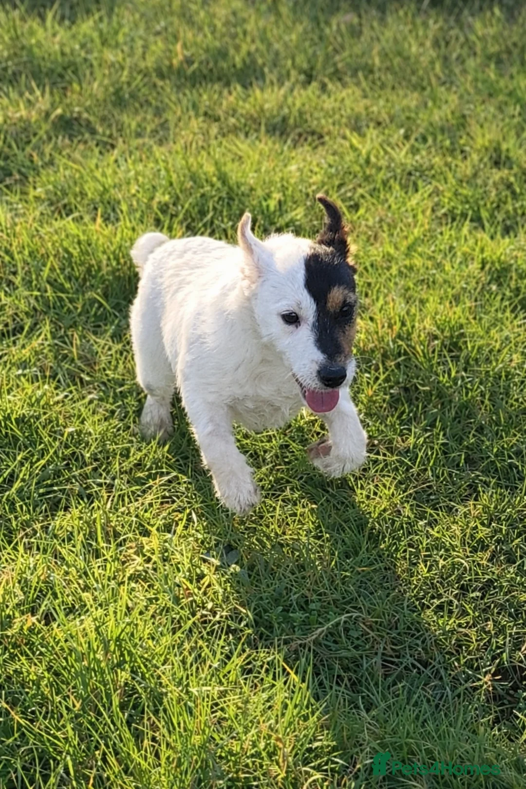 Jack Russell dogs for sale: Jack Russell Puppies  - Advert 8