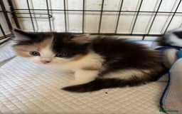 Norwegian Forest Cat cats for sale: NORWEGIAN FOREST KITTENS  - Image 4