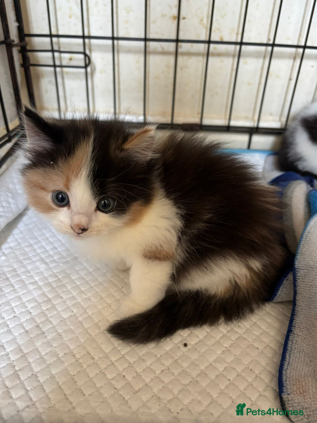 Norwegian Forest Cat cats for sale: NORWEGIAN FOREST KITTENS  - Image 4