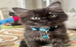 Mixed Breed cats for sale: 2 Black Fluffy Kittens (15wk old brothers) - Image 9