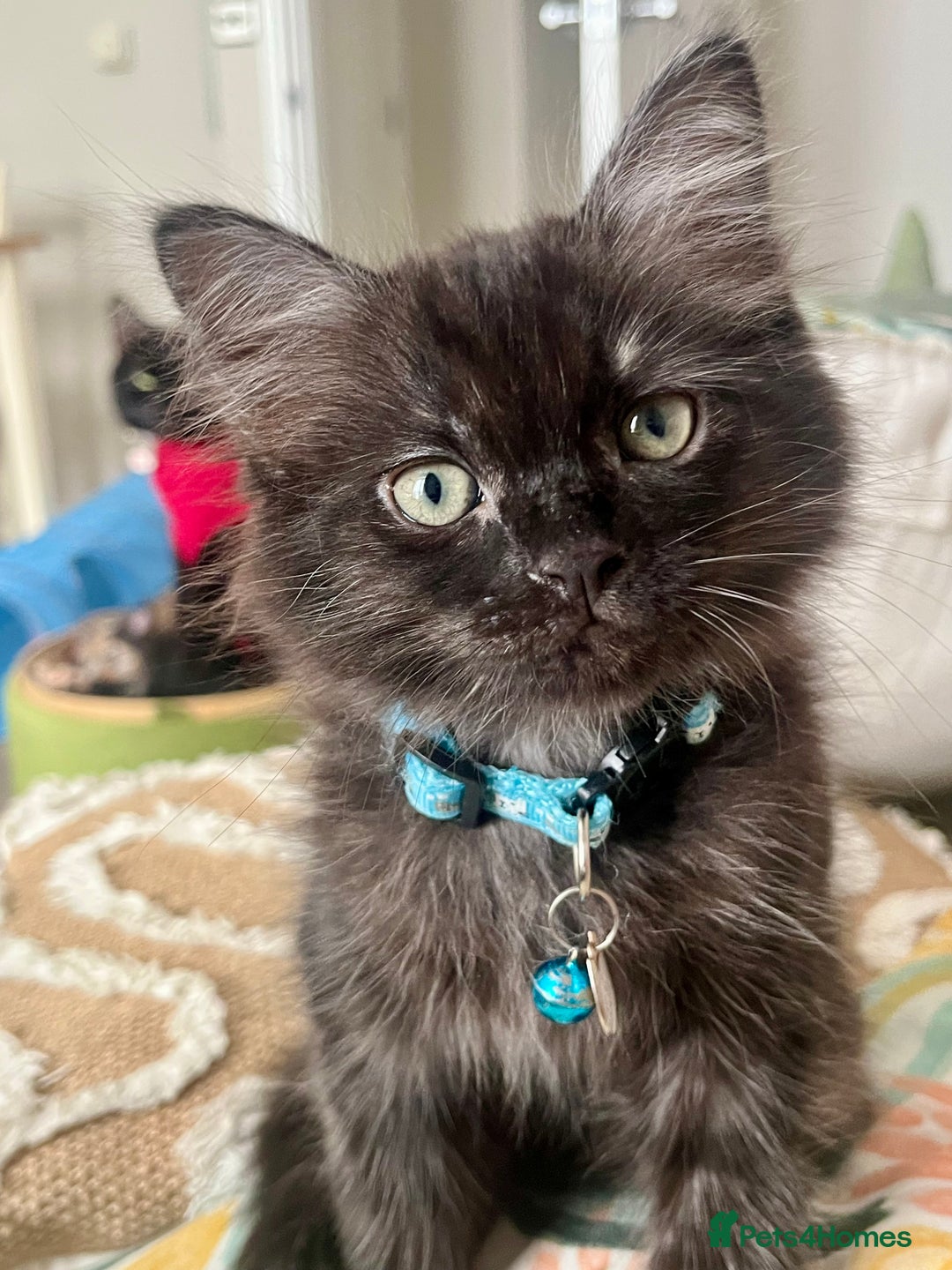 Mixed Breed cats for sale: 2 Black Fluffy Kittens (15wk old brothers) - Image 9