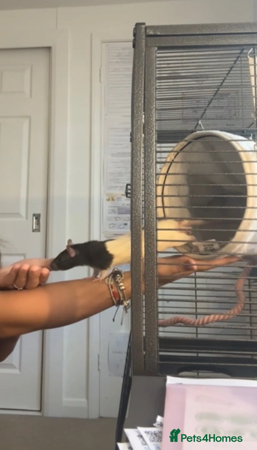 Rat rodents for sale: Two young male rats and cage for sale  - Advert 2
