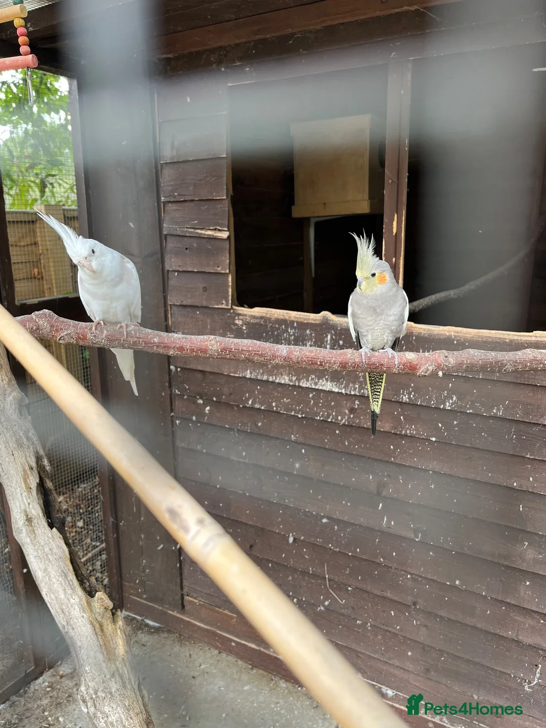 Cockatiels birds for sale: Pair of cockatiels  - Advert 1