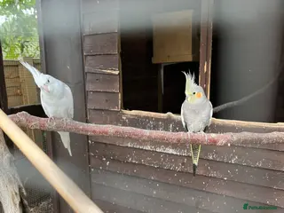 Cockatiels birds Pair of cockatiels - Advert 1