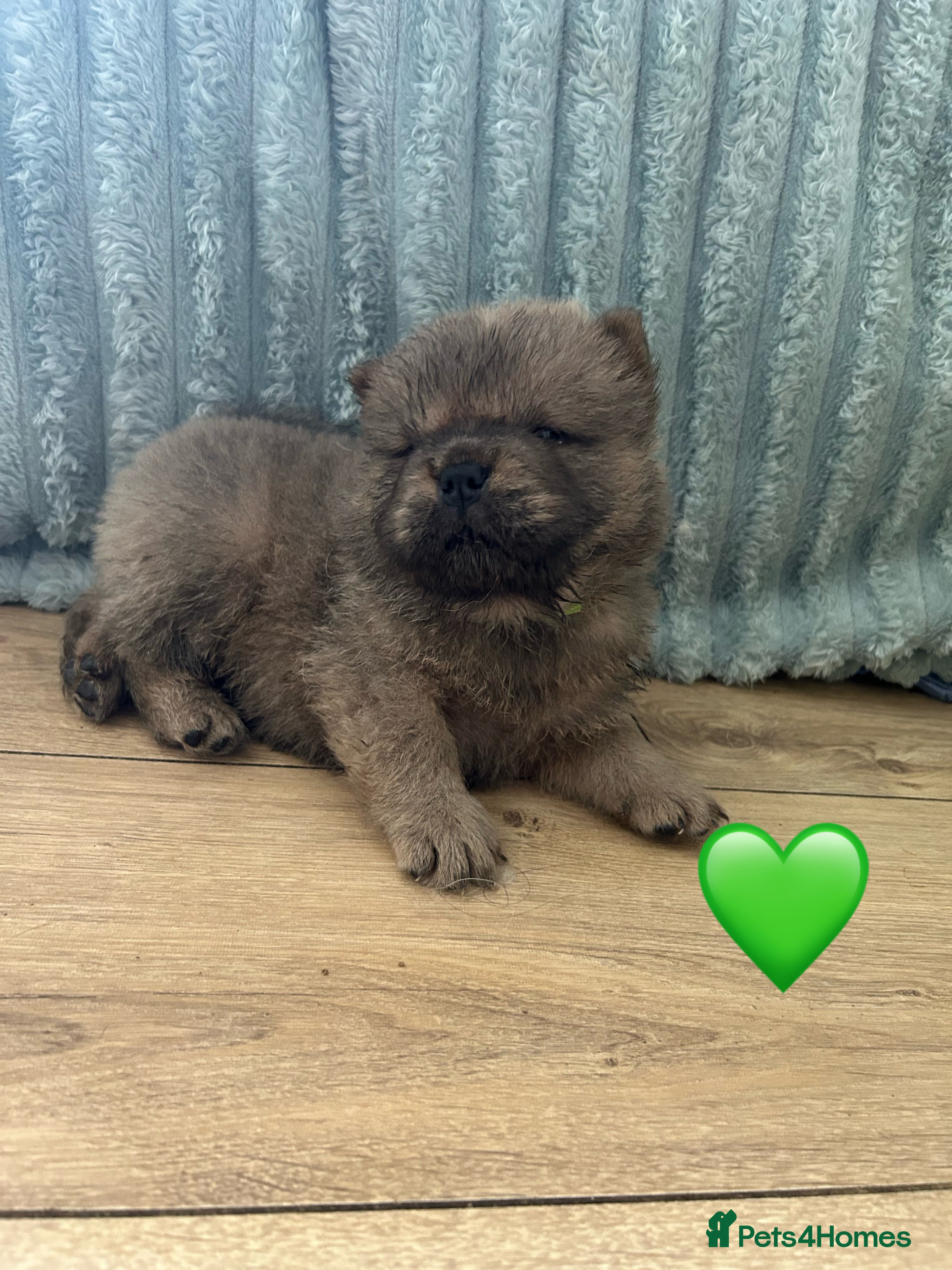 Chow Chow dogs 6 Stunning Chow Chow Puppies Left - Advert 8