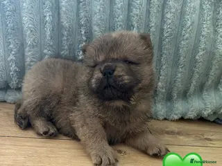 Chow Chow dogs 6 Stunning Chow Chow Puppies Left - Advert 8