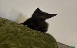 Domestic Shorthair cats for sale: Beautiful black baby boy - Image 2